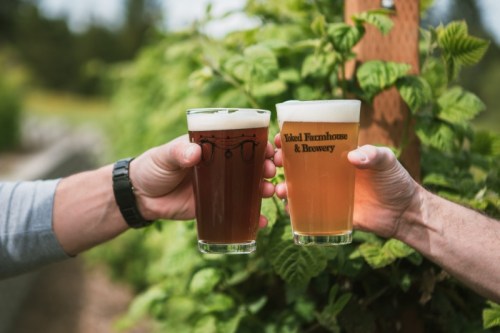 Two hands clink glasses of dark and light beer against a backdrop of green vines.