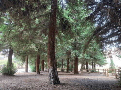 A serene forest scene with tall trees and a dirt path, surrounded by greenery and a wooden fence in the background.