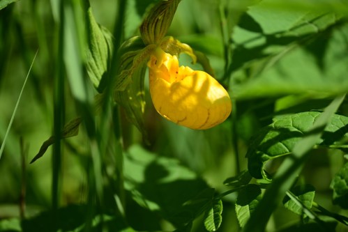 A close-up of a yellow flower bud surrounded by green leaves and grass in a natural setting.