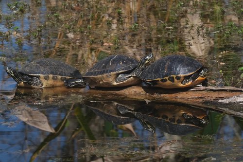 Three turtles basking on a log in a calm pond, with their reflections visible in the water.