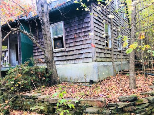 A weathered house surrounded by trees and fallen leaves, with a glimpse of a figure in the window.