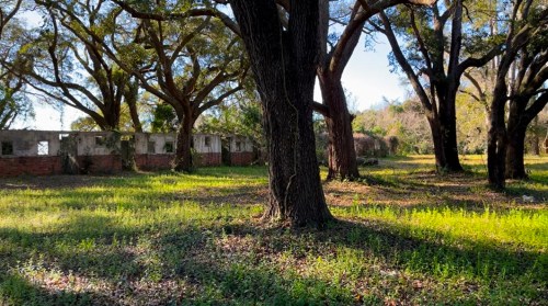 A serene landscape featuring tall trees and overgrown grass, with remnants of a stone wall in the background.