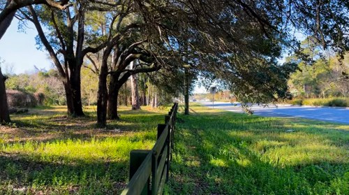 A peaceful scene of a grassy area with trees and a wooden fence beside a quiet road.