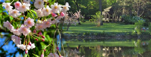 A serene park scene featuring blooming cherry blossoms and a tranquil pond with a gazebo in the background.