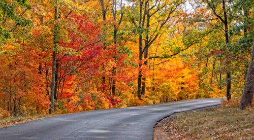 A winding road surrounded by vibrant autumn trees in shades of red, orange, and yellow.