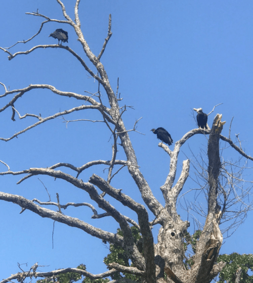 Three birds perched on a bare tree branch against a clear blue sky.