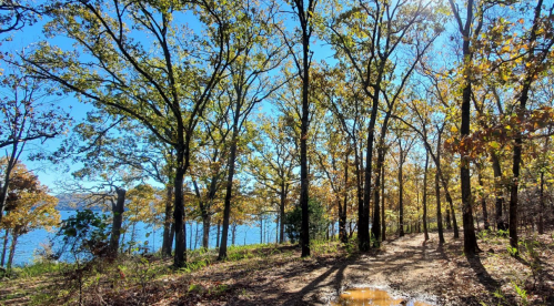 A serene forest scene with tall trees and a glimpse of water in the background, under a clear blue sky.
