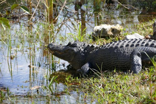 A large alligator resting near the water's edge, surrounded by grass and reeds.