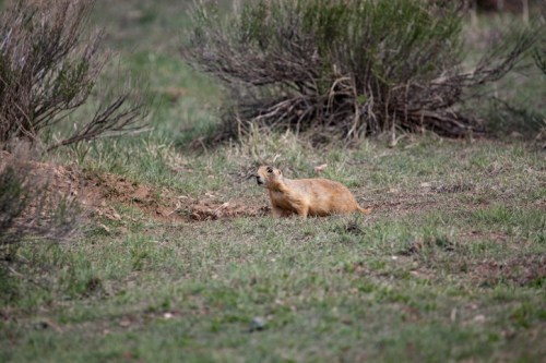 A small brown mammal stands on green grass near a burrow, surrounded by sparse shrubs.