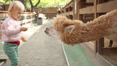 A young child in a pink sweater feeds a friendly alpaca in a farm setting.