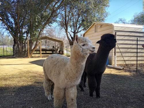 Two alpacas, one white and one black, stand in a sunny yard with trees and a building in the background.