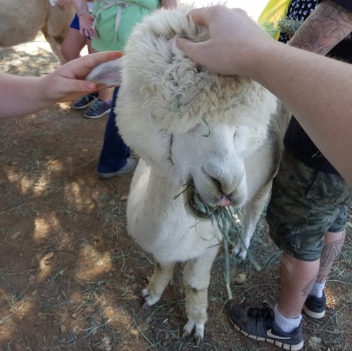 A fluffy white sheep being petted by a person, with grass in its mouth, surrounded by people in a farm setting.