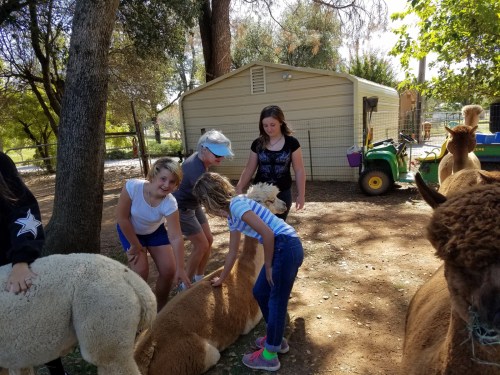 Children interacting with alpacas in a farm setting, surrounded by trees and a small building.