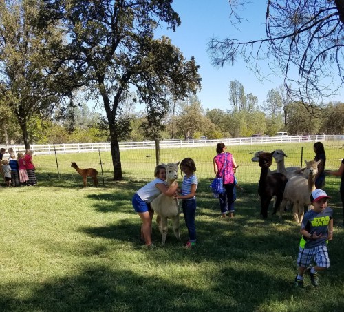 Children interacting with animals in a grassy area, surrounded by trees and a white fence in the background.