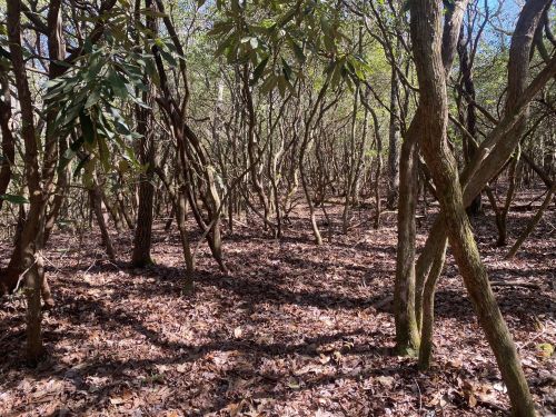 A dense forest with twisted trees and a carpet of fallen leaves on the ground, illuminated by soft sunlight.