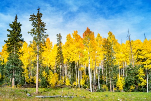 Vibrant autumn forest with tall trees displaying bright yellow and orange leaves under a blue sky.