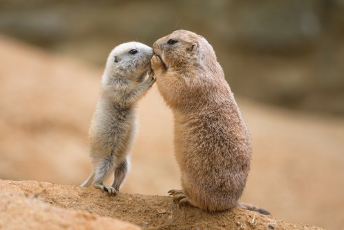 Two meerkats interact affectionately, one gently touching the other's face, set against a sandy background.