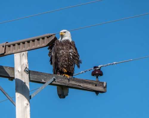 A bald eagle perched on a power pole against a clear blue sky.