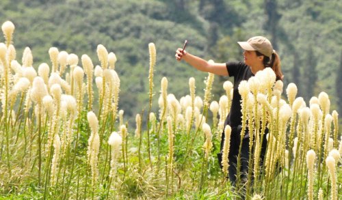 A person in a cap takes a selfie among tall white flowers in a lush green landscape.