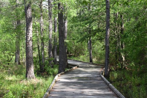 A wooden boardwalk winding through a lush green forest with tall trees and vibrant foliage.