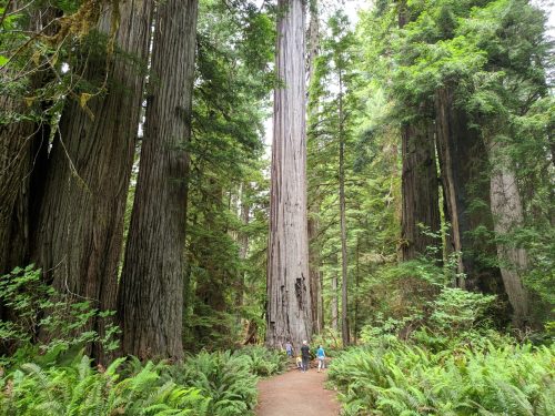 Two people stand on a path surrounded by towering redwood trees and lush ferns in a dense forest.