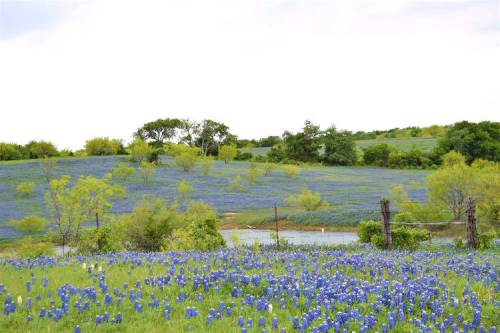 A vibrant field of bluebonnets in bloom, with rolling green hills and a serene pond in the background.