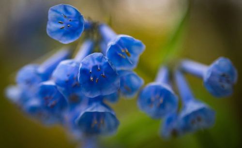 Close-up of delicate blue flowers with bell-shaped petals, softly blurred background.