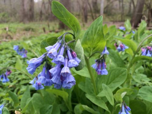 A cluster of bluebell flowers with green leaves in a natural setting, surrounded by greenery.