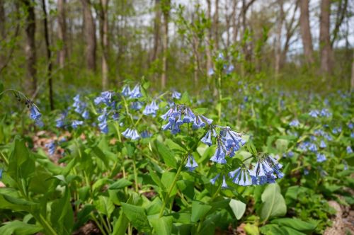 A field of bluebell flowers blooming among green foliage in a wooded area.