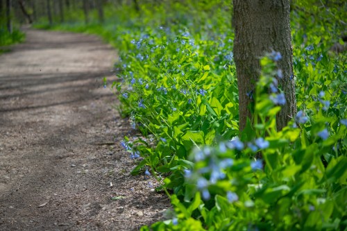 A dirt path lined with vibrant green foliage and delicate blue flowers in a serene forest setting.