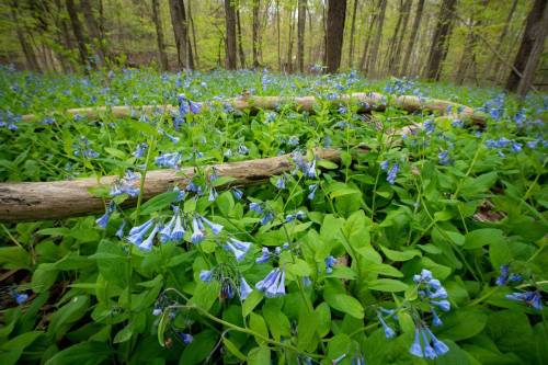 A forest floor covered in vibrant blue flowers and lush green leaves, with fallen logs scattered throughout.