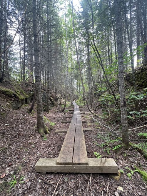 A wooden boardwalk stretches through a dense forest, surrounded by tall trees and lush greenery.