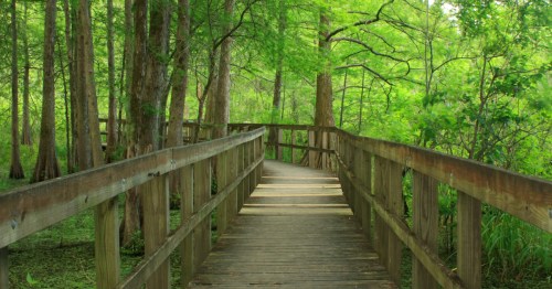 a boardwalk trail leads through a tupelo swamp in breaux bridge louisiana