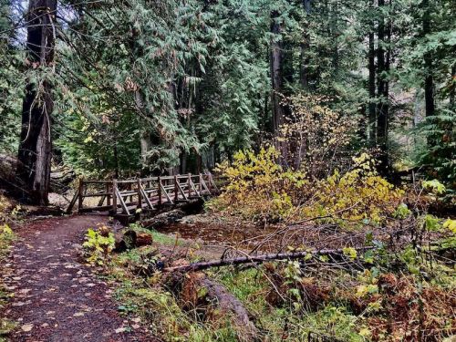 A wooden bridge crosses a stream in a lush forest, surrounded by tall trees and autumn foliage.