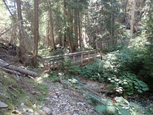 A wooden bridge crosses a small stream in a dense forest, surrounded by tall trees and lush greenery.