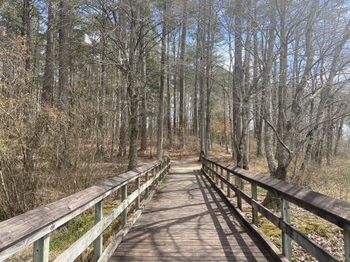 A wooden bridge leads through a forest with tall trees and a clear blue sky in the background.