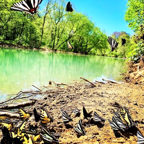 A serene riverbank scene with numerous butterflies fluttering above and resting on the sandy shore.