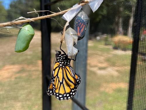 A newly emerged monarch butterfly hangs from a chrysalis, with another chrysalis and a green pupa nearby.