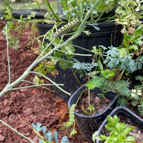 A green and black striped caterpillar on a plant stem, surrounded by potted greenery in a garden setting.