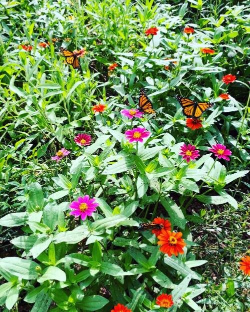 A vibrant garden filled with colorful flowers and several orange and black butterflies fluttering among them.
