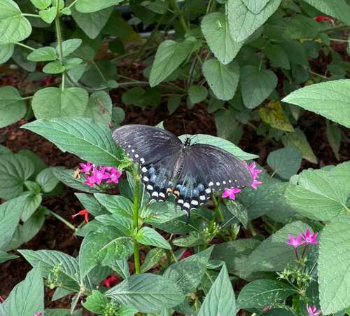 A black butterfly with blue and white markings perched on green leaves and pink flowers in a garden.