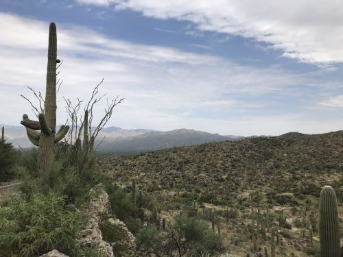 A desert landscape featuring cacti, rolling hills, and a cloudy sky in the background.