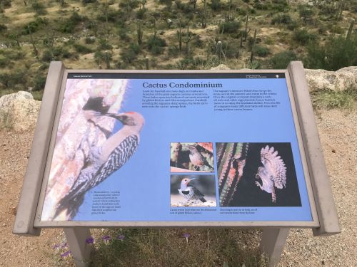 Informational sign about birds living in cacti, featuring images and descriptions of their habitats and behaviors.