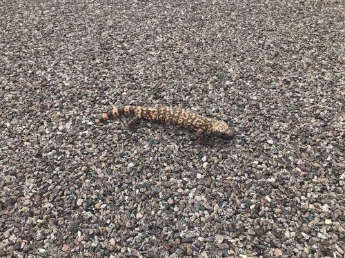 A patterned lizard with orange and brown markings crawls across a gravel surface.