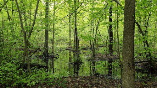 Lush green forest with trees reflecting in a calm, murky pond surrounded by dense foliage.