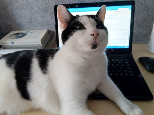 A black and white cat lounging on a desk in front of a laptop, looking content and relaxed.