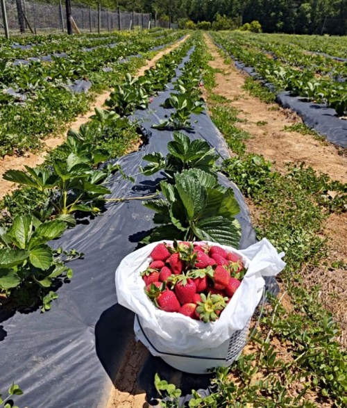 A basket of freshly picked strawberries sits on the ground in a lush strawberry field.