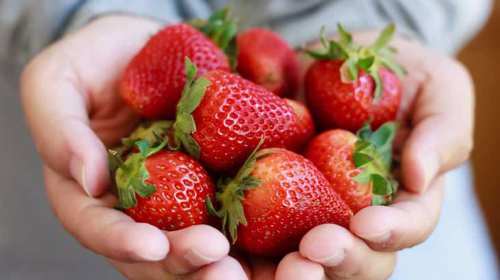 A person holding a handful of fresh, ripe strawberries.