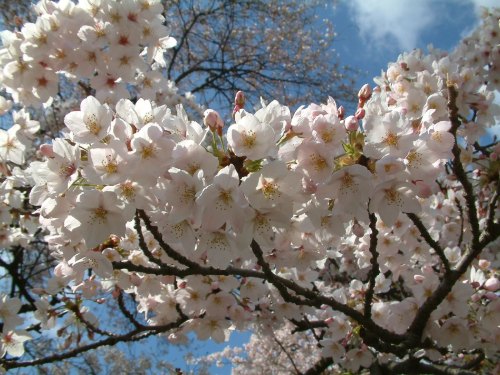 A close-up of cherry blossom flowers in full bloom against a blue sky with scattered clouds.
