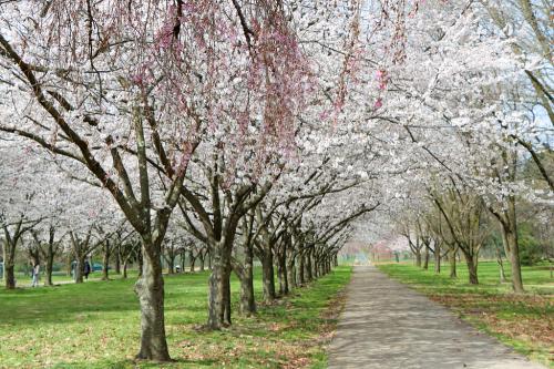 A serene pathway lined with blooming cherry blossom trees, creating a picturesque scene in a park.